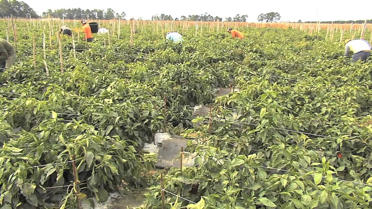 Immigration And Agriculture Discussed At Essential Economy Council Forum