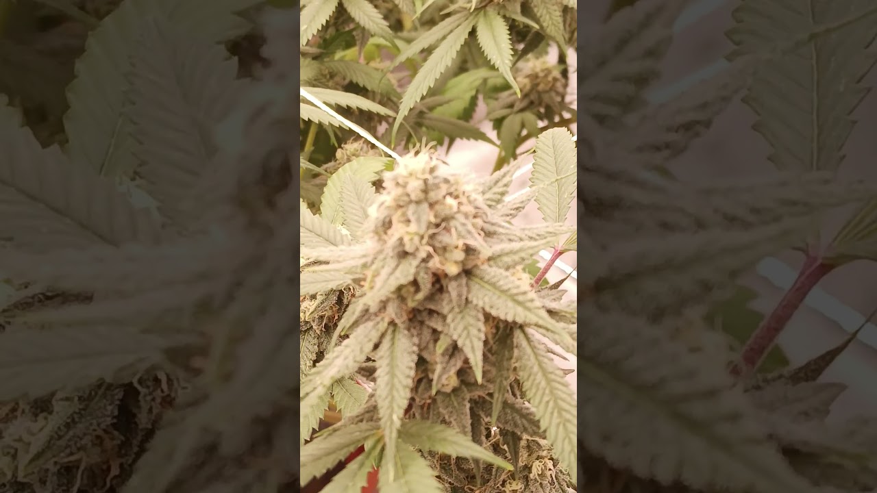 James Runtz by James loud genetics week 6 flower