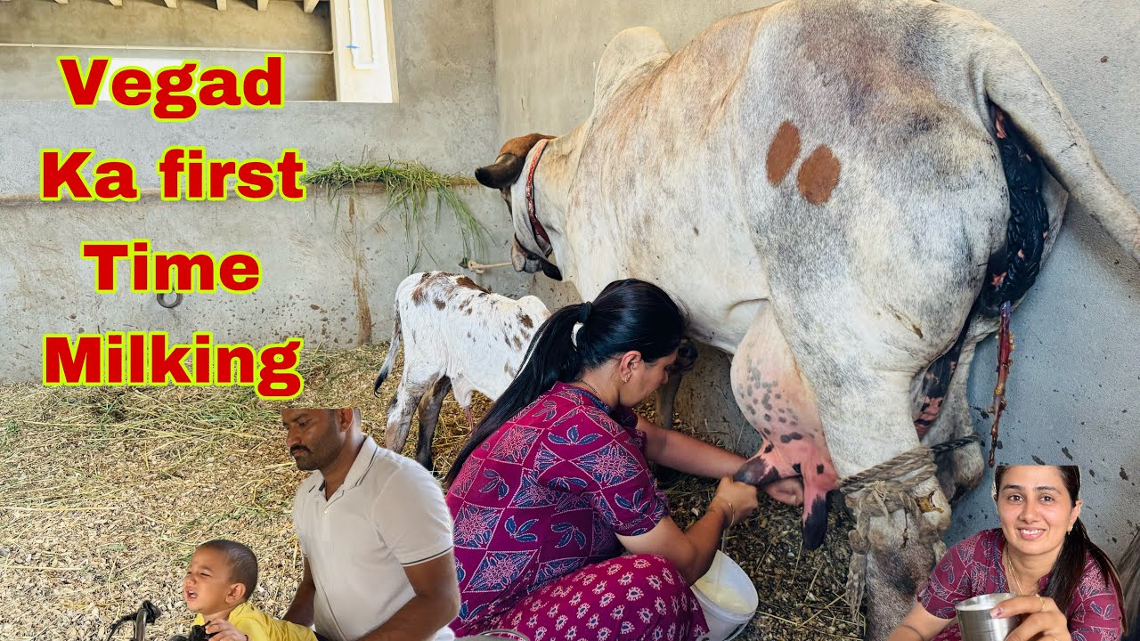 Gaay ka pehla colostrum milk akho ke liye bahot achaa hota hai