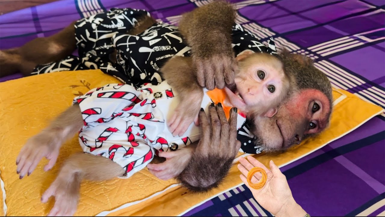 Mom Surprised When Abu Rescued Baby Monkey From a Rubber Band!