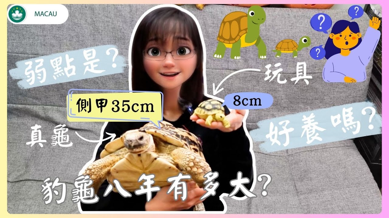 🐢豹紋陸龜│八年豹紋陸龜成長紀錄：從小苗到大龜的變化│如何飼養豹紋陸龜？飼養經驗分享│暖墊的重要性：豹紋陸龜飼養小技巧：新手必看。