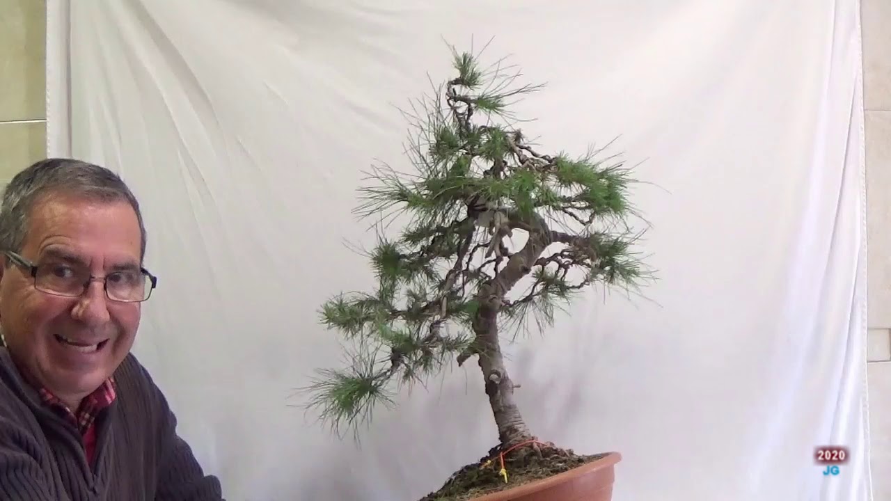 Pino Halepensis  Poda alambrado y posicionamiento de ramas  Estilo Moyogi