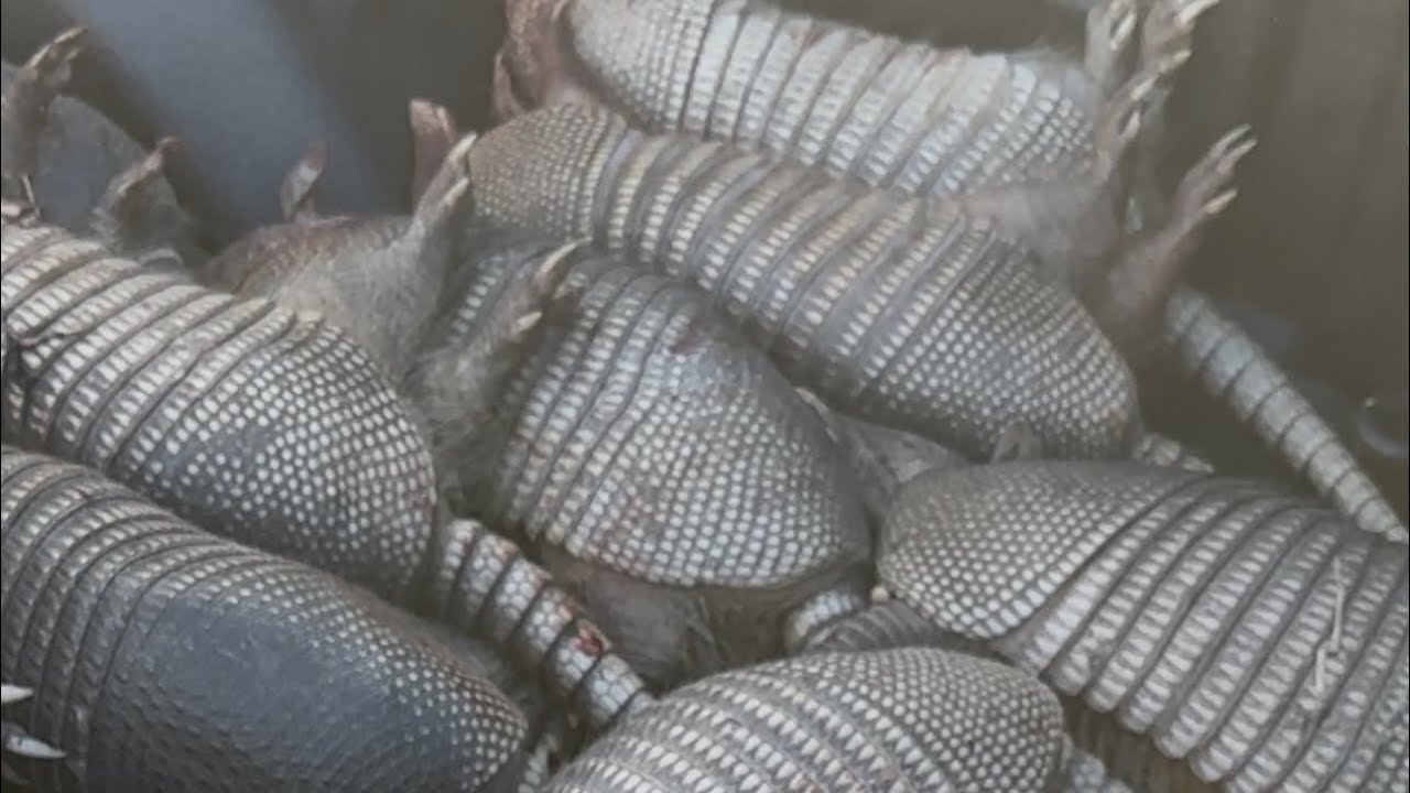 Caza de Armadillo con Rifle PCP