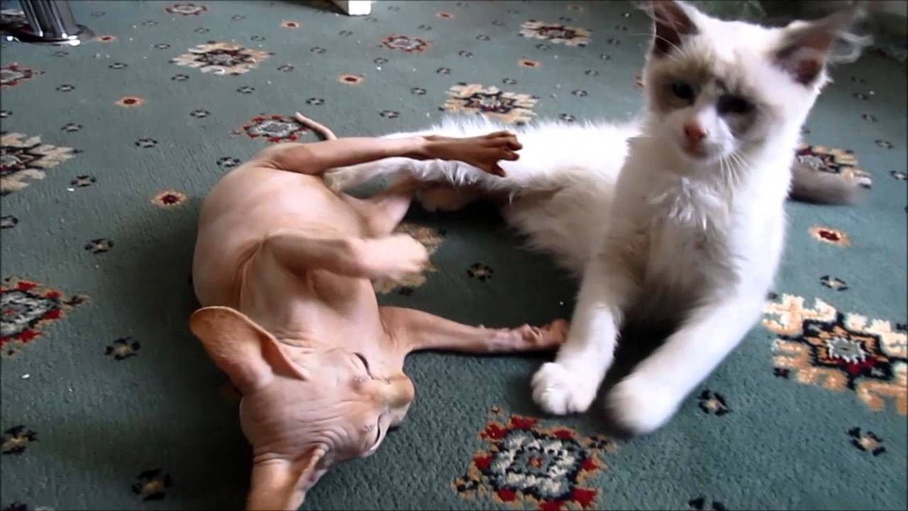 Sphynx & Ragdoll kittens
