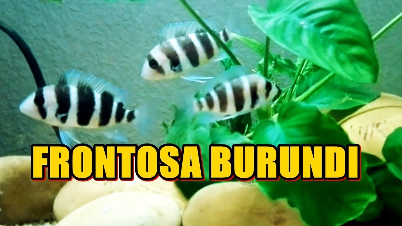 FRONTOSA BURUNDI repaso