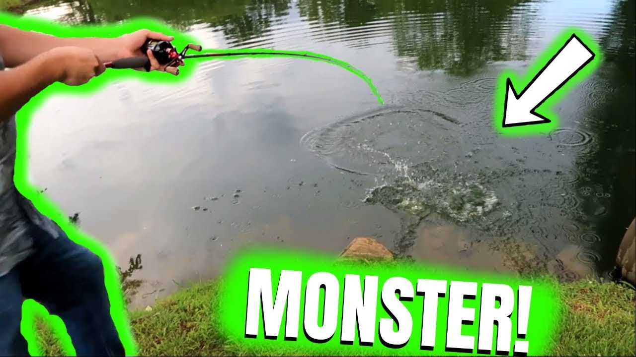 HE TRIED TO EAT THE NEW PETS!