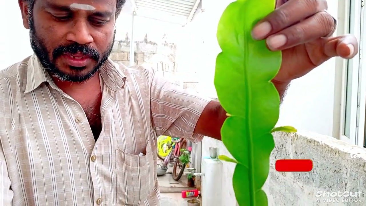 தெய்வீக ஆற்றல் தரும் பிரம்ம கமலம் செடி வளர்ப்பது எப்படி❓ |Brahmakamalam planting tips