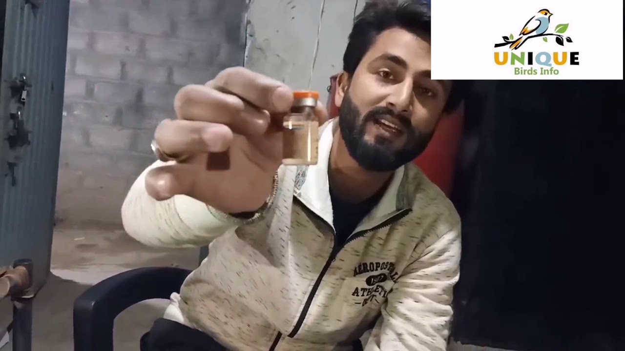 Aseel Chicks Vaccination With Zain Khan