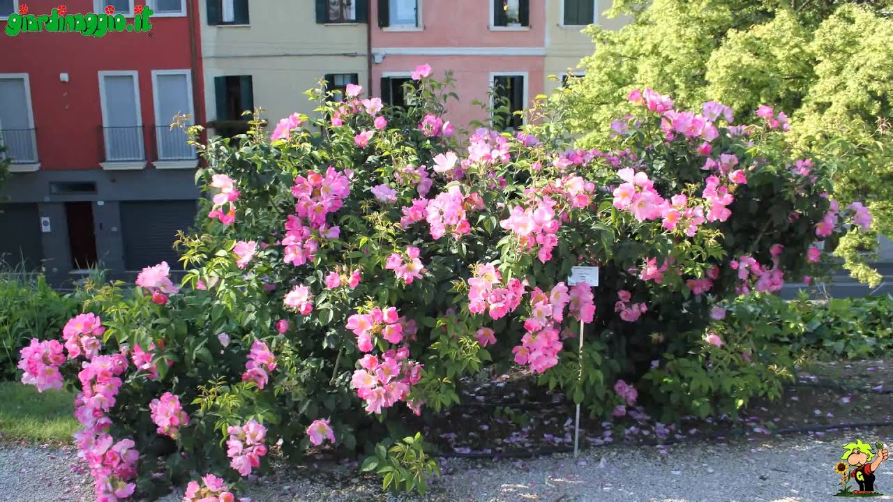 Rosa Gallica
