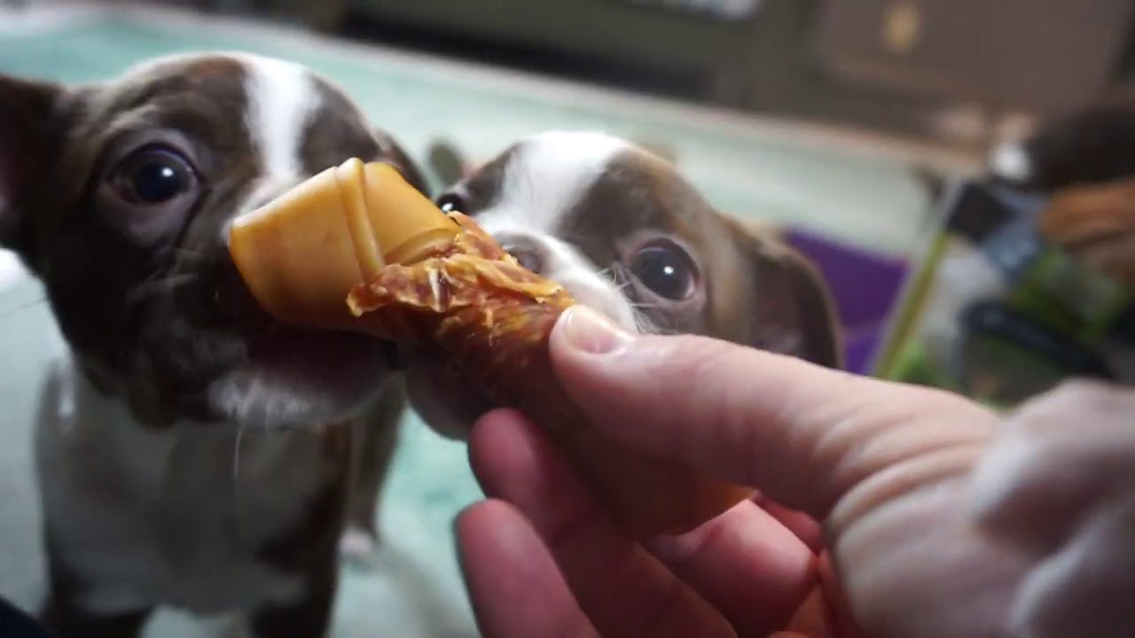 Boston Terrier puppies open a PUPBOX!