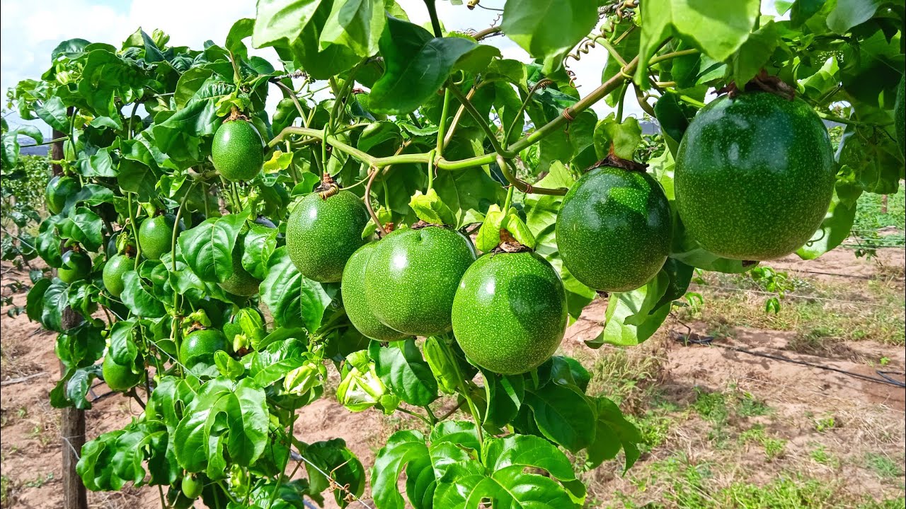 Maracujá com 135 dias super produção