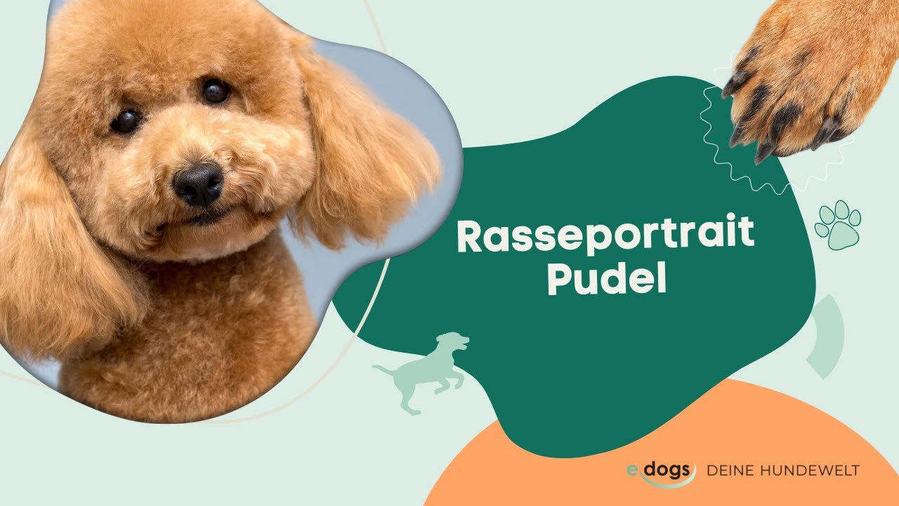 Rasseportrait: Pudel
