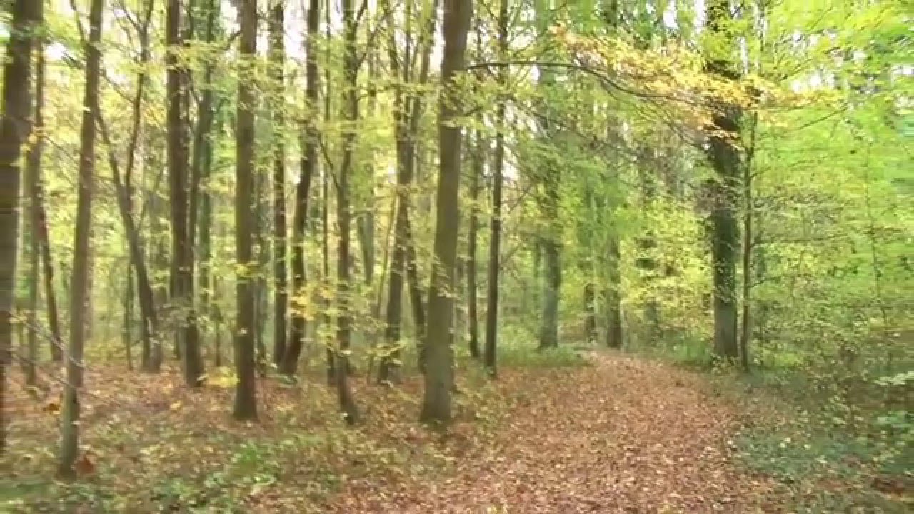 Vente For&ecirc;t Rambouillet YVELINES, 397 For&ecirc;t Investissement