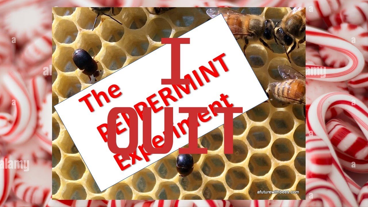 I am quitting the peppermint experiment and challenge!!!