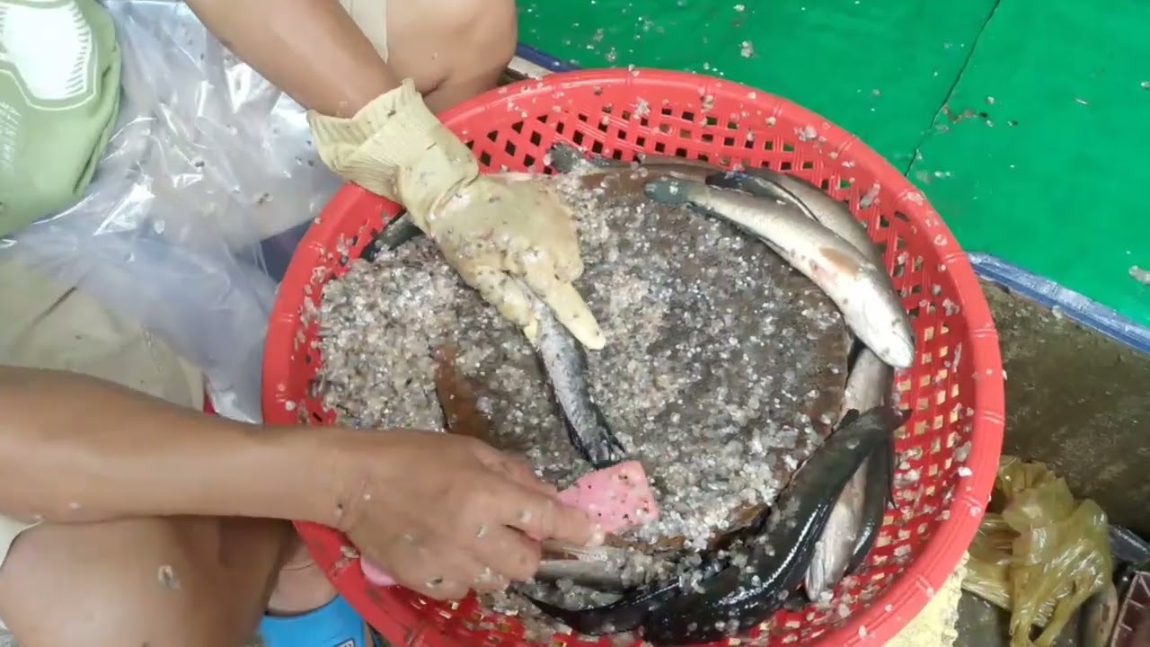 Amazing! fish cleaning, scaling well and fast, Boeugchhouk Market, Battambang, #aseanfish
