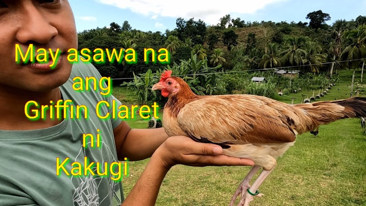EP426: Acquiring Griffin Claret pullet from boss Ginno Amodia