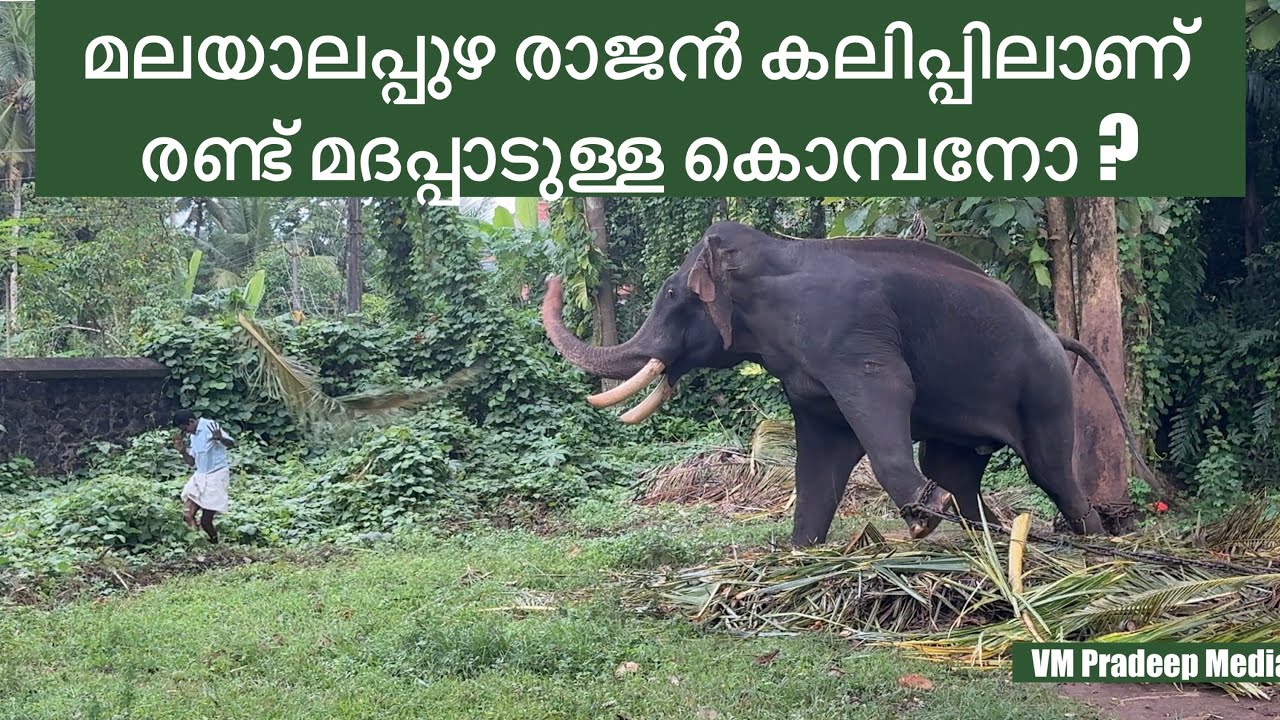 മലയാലപ്പുഴ രാജൻ ഏറിൻ്റെ ഉന്നം@V M PRADEEP MEDIA