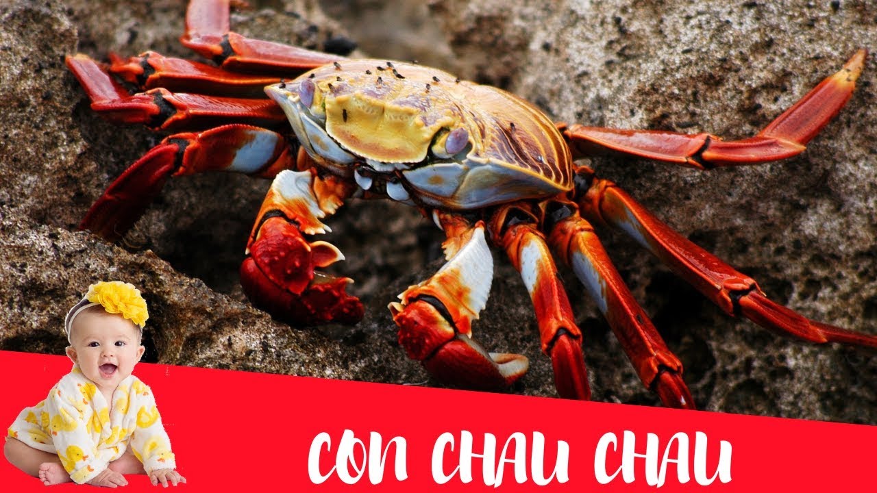Dạy bé học nói con vật tiếng Việt | Con cua
