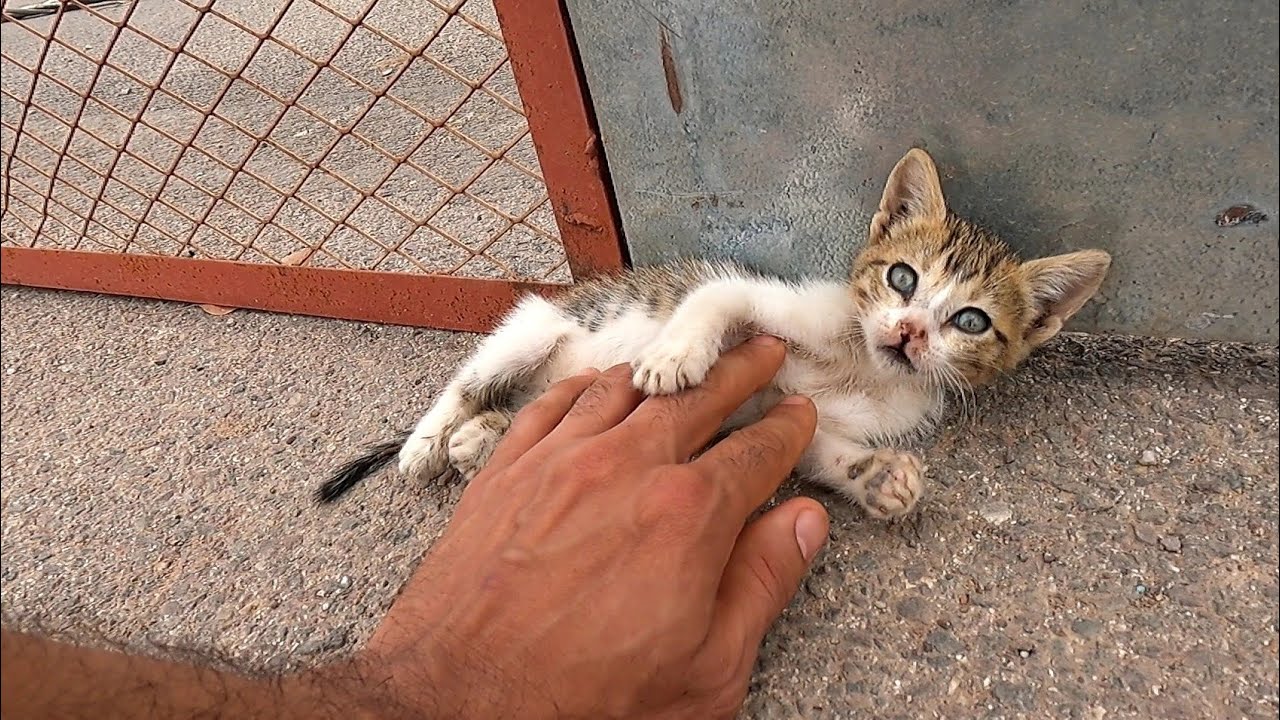Rescuing a beautiful stray kitten from the street to the home🐾