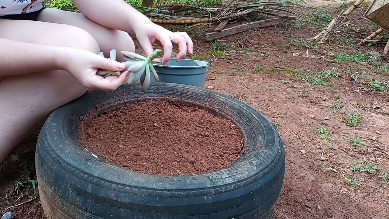 Parte 1: Limpeza do quintal + plantando um pneu de SUCULENTAS 💚 #jardim #suculentas 