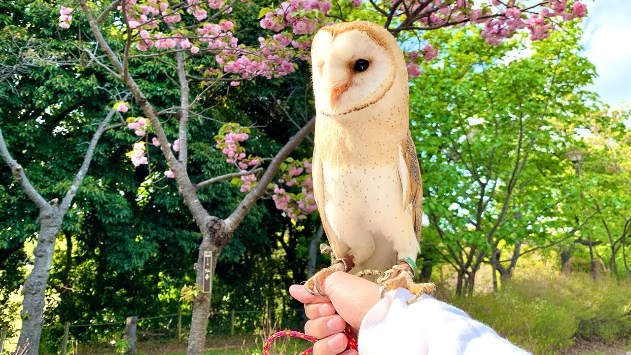 フクロウのきなこと初めてのお花見