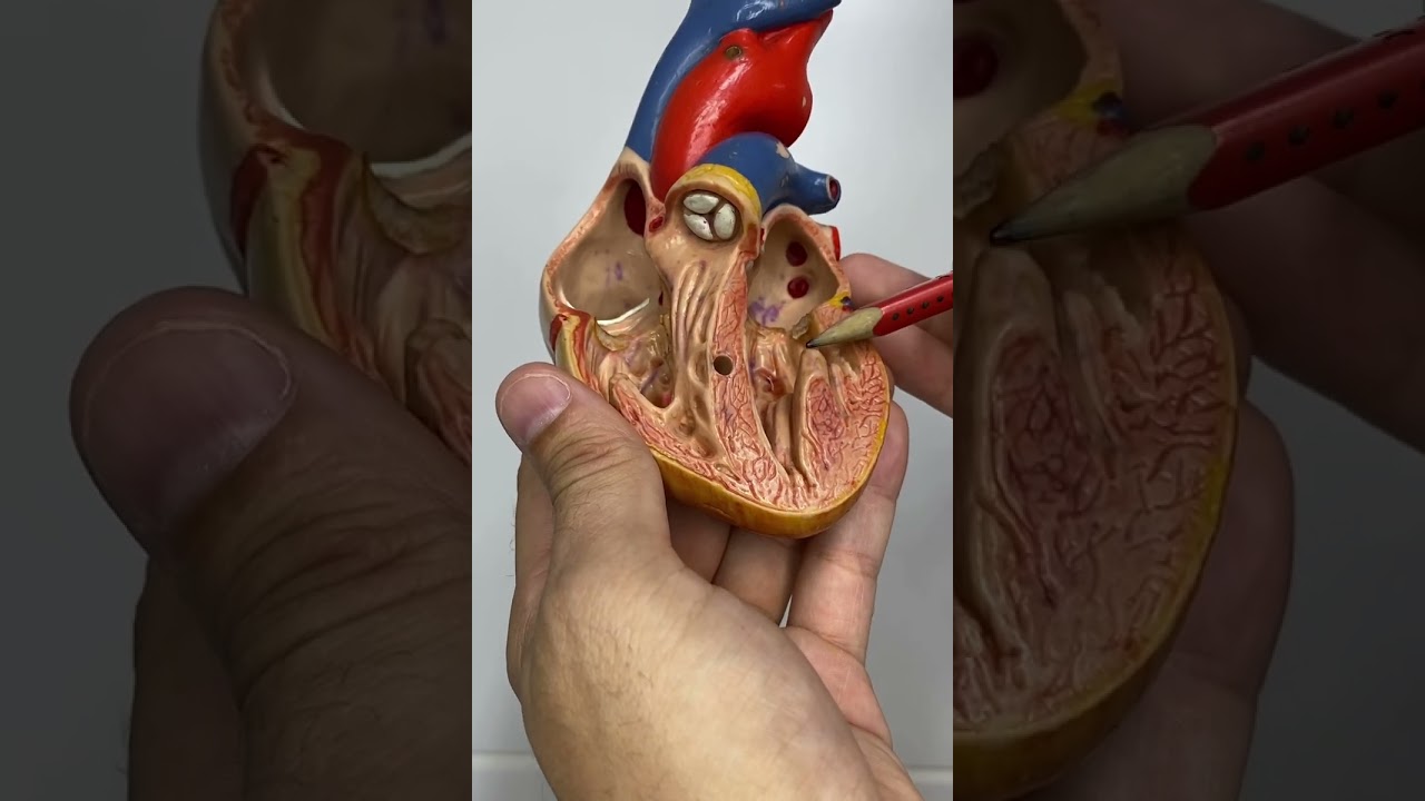 Anatomia do Coração