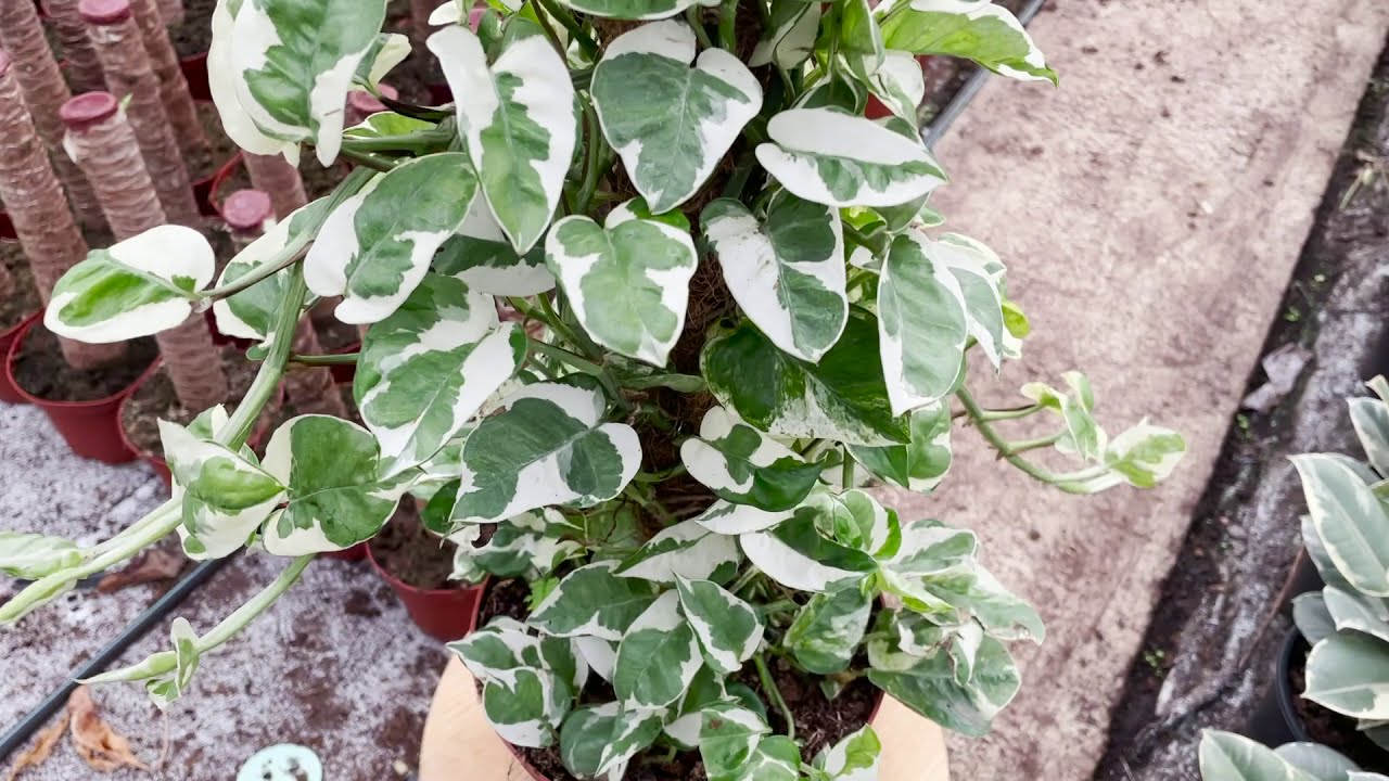 Epipremnum NJoy Mosspole | Live from the Nursery Series