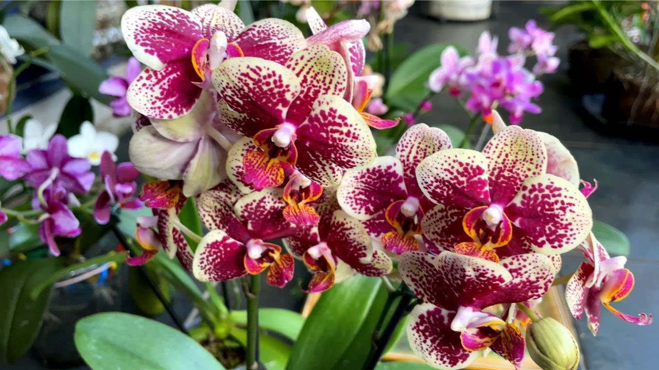 Muitas Orquídeas PhaLaenopsis floridas! Incrível elas não param de florir!!! | JD Orquídeas