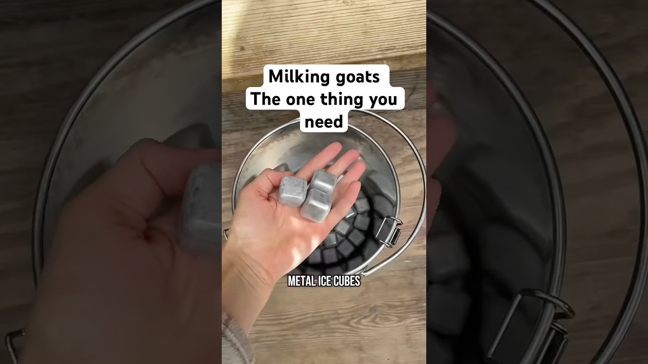 Milking your own lamancha goats means an endless supply of milk that&rsquo;s is so tasty and so much