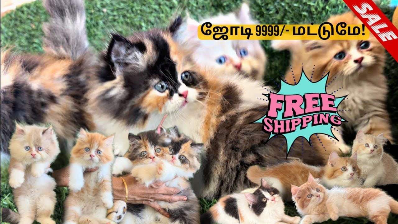Persian cat sale in Tamil|kittens and adult sale|1000+ cat varieties in one place💥|persian cats 