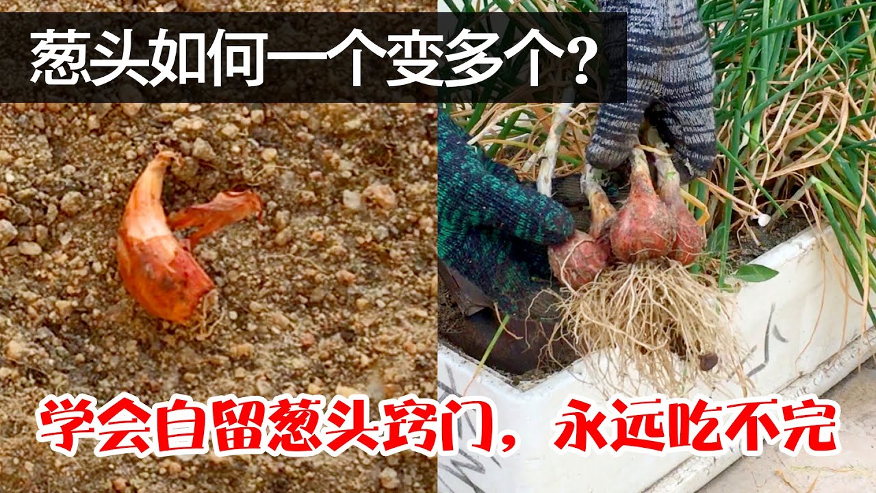 【懒人巧种葱！】如何在一个容器上，种出吃不完的葱？|Grow onion|学会这3个小技巧，轻松又省钱！