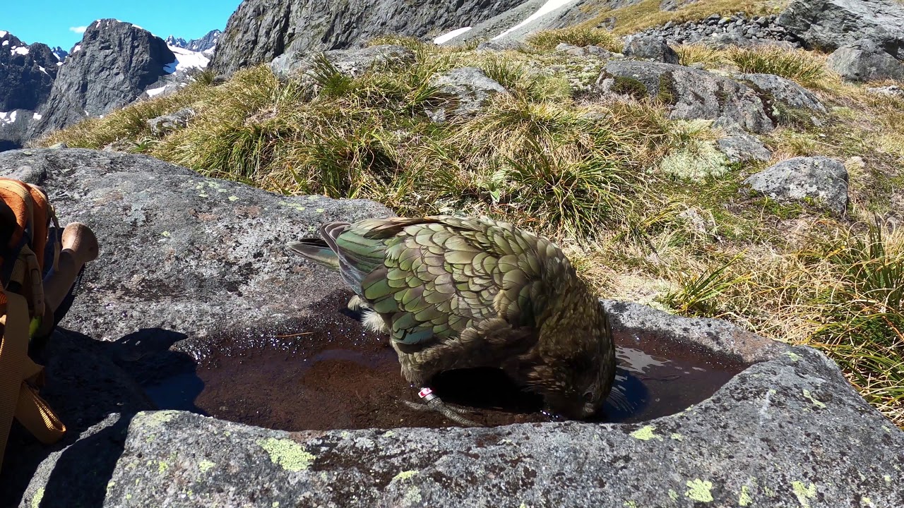 Fiordland mission
