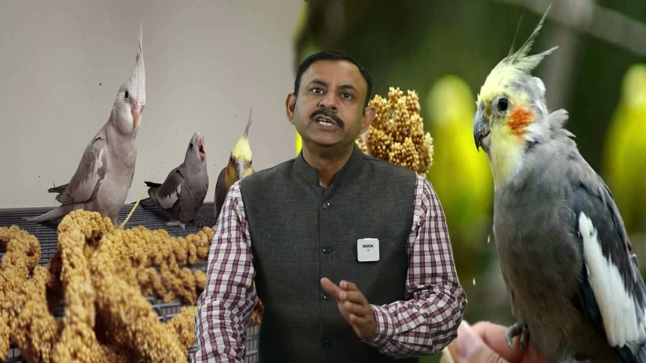 Cocktail Birds को गर्मियों में खाने में क्या दे || पक्षियों के लिए सॉफ्ट फ़ूड || Dr Nagender Yadav
