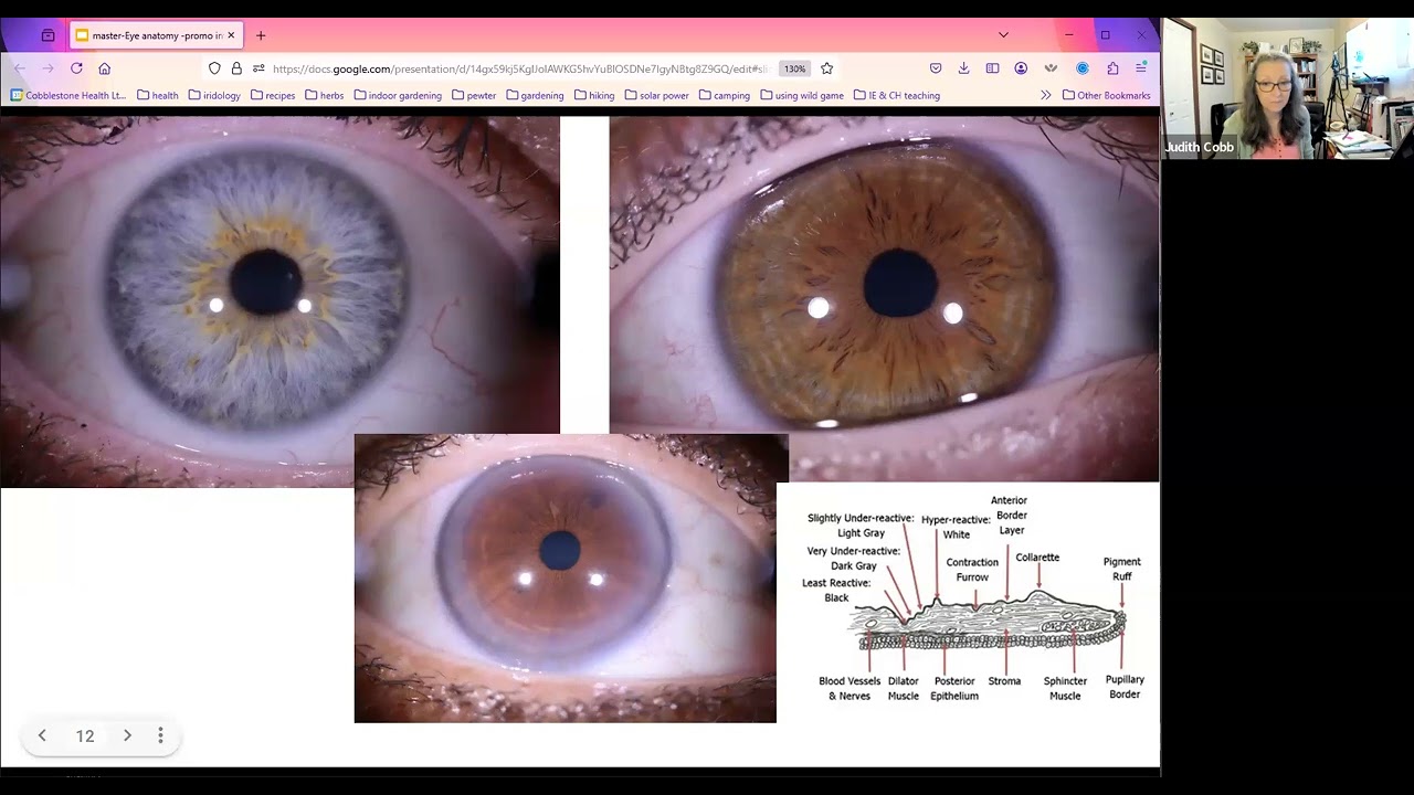 Eye Anatomy
