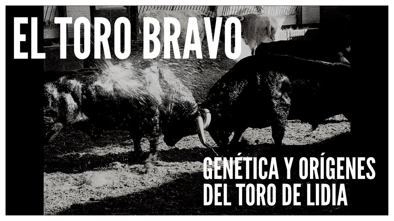 🐂 TORO de lidia 🐂 [Gen&eacute;tica y or&iacute;genes de los TOROS BRAVOS]
