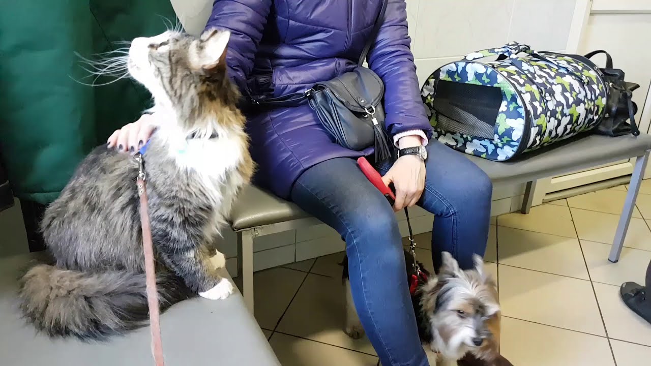 Поход кота Мурлока к ветеринару. Волнительно, но кот стойкий