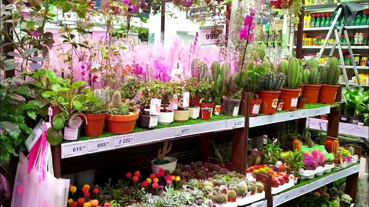 КАКТУСЫ И СУККУЛЕНТЫ В ЛЕРУА МЕРЛЕН🌵🌷🪴🌺