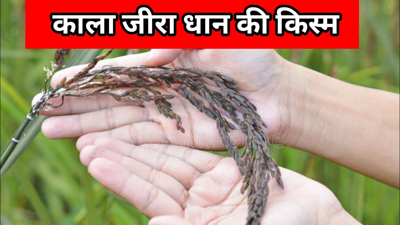 Kala Jeera Paddy Seeds| Kala Jeera Dhan Ki Veriety|