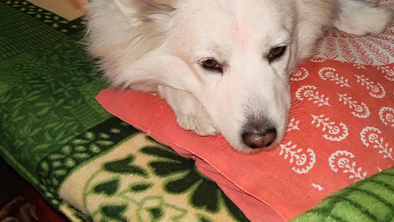 🙏❣️बहुत बहुत धन्यवाद मेरी लाइव मै आने के लिए🙏