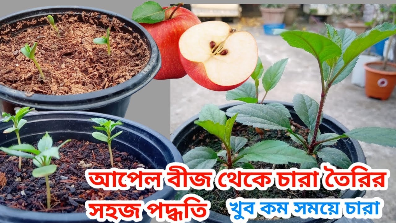 আপেলের বীজ থেকে চারা তৈরি । আপেল বীজ থেকে চারা তৈরি সহজ ও সঠিক পদ্ধতি । apple seeds to plant at home