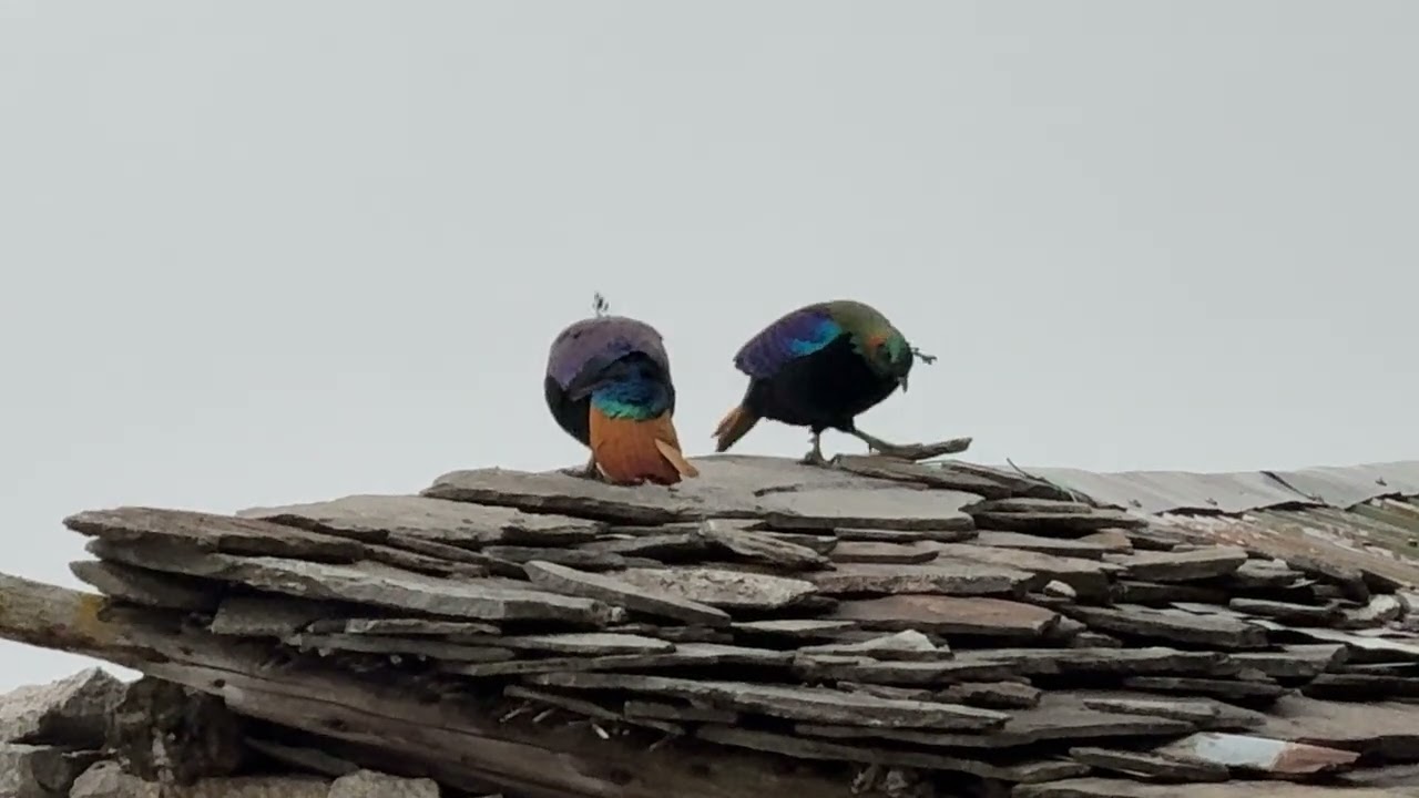 Himalayan Monal (Danphe) National Bird of Nepal#everesttrek #nationalbirds #nepal #hilight #goviral 