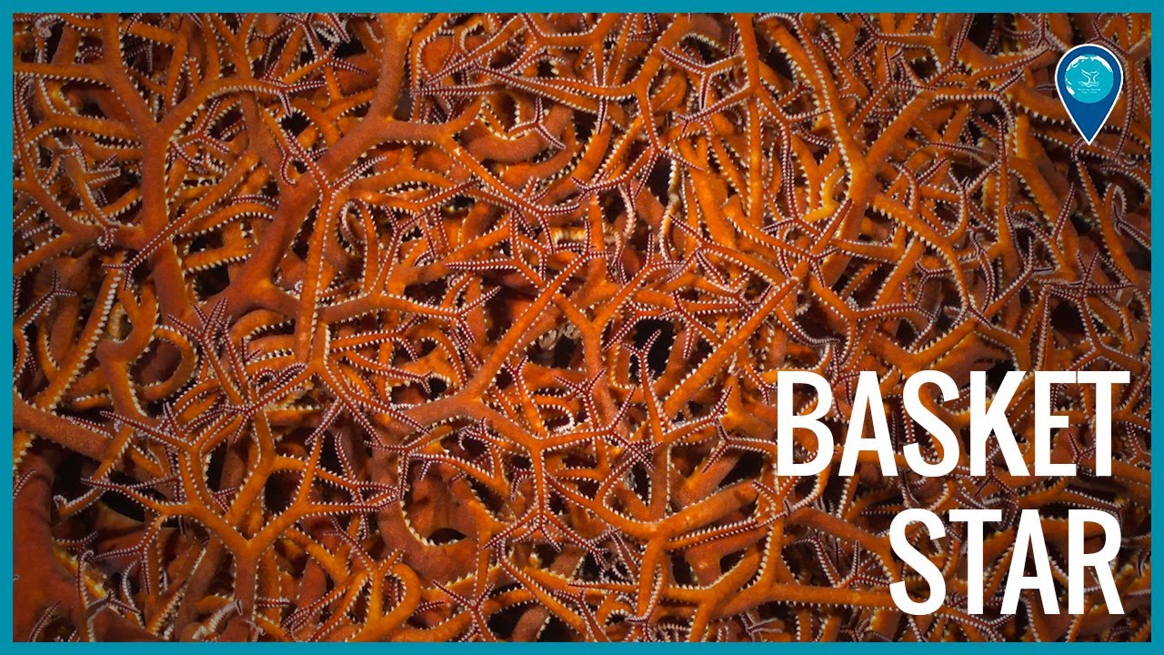 Basket Star near Flower Garden Banks National Marine Sanctuary