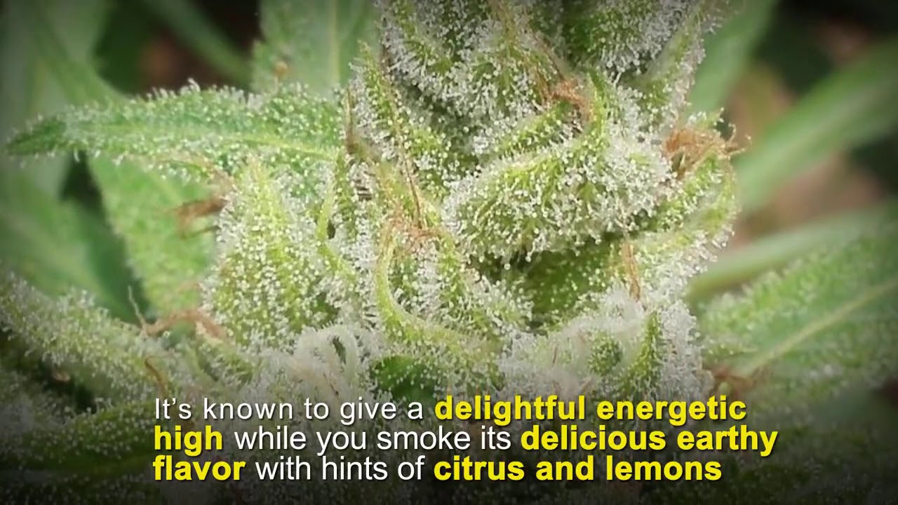 Cannabis Strains for Parkinson's Disease Patients