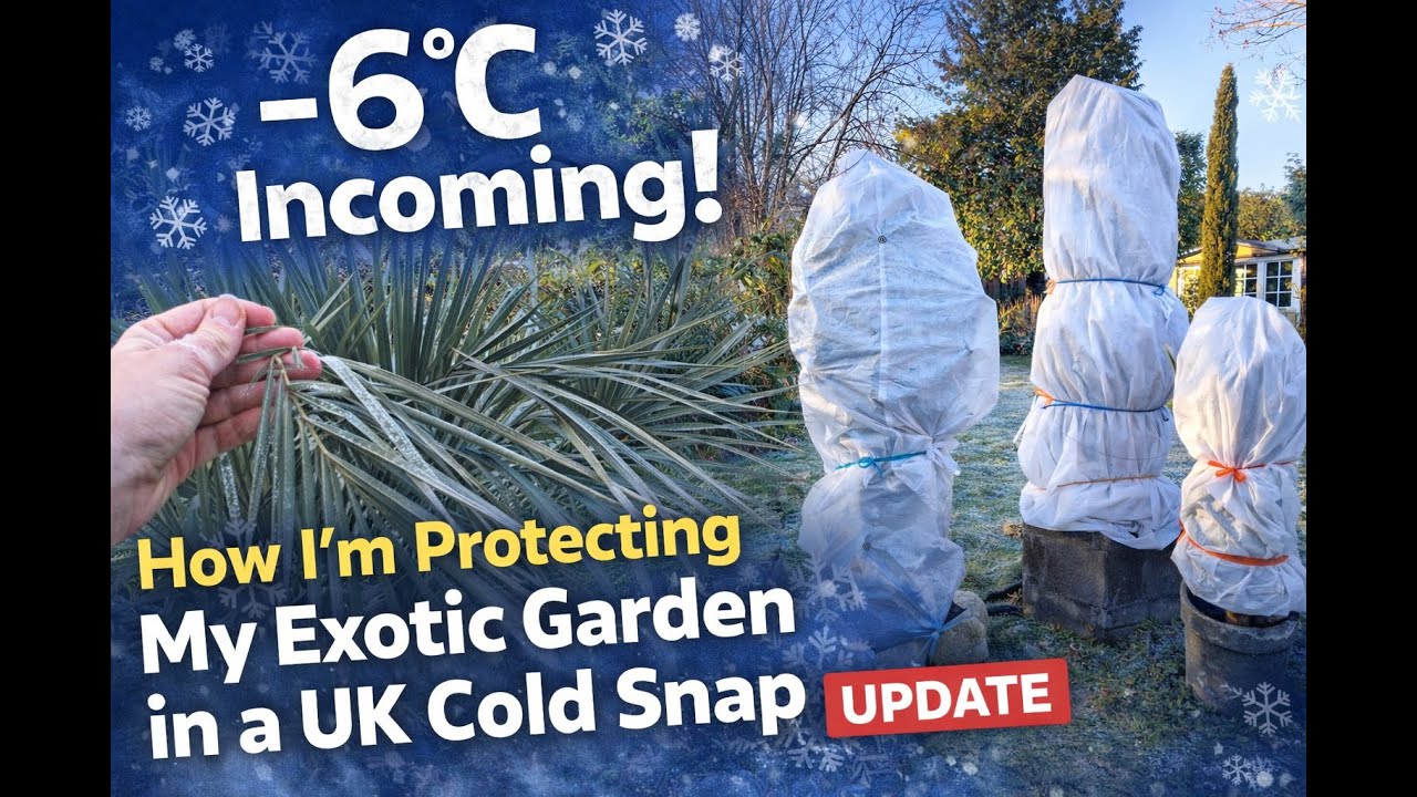 Ожидается -6°C! Как я защищаю свой экзотический сад от похолодания в Великобритании в январе 2026...
