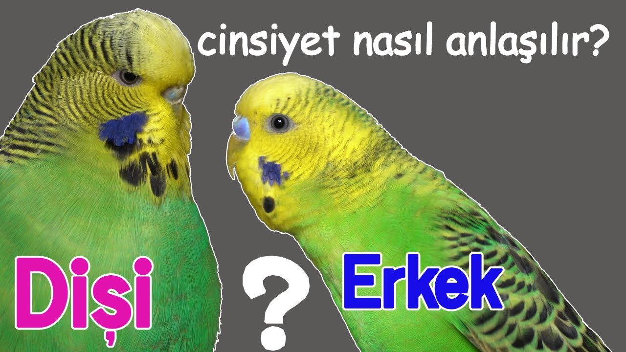Muhabbet kuşu cinsiyeti nasıl anlaşılır Dişi erkek ayrımı