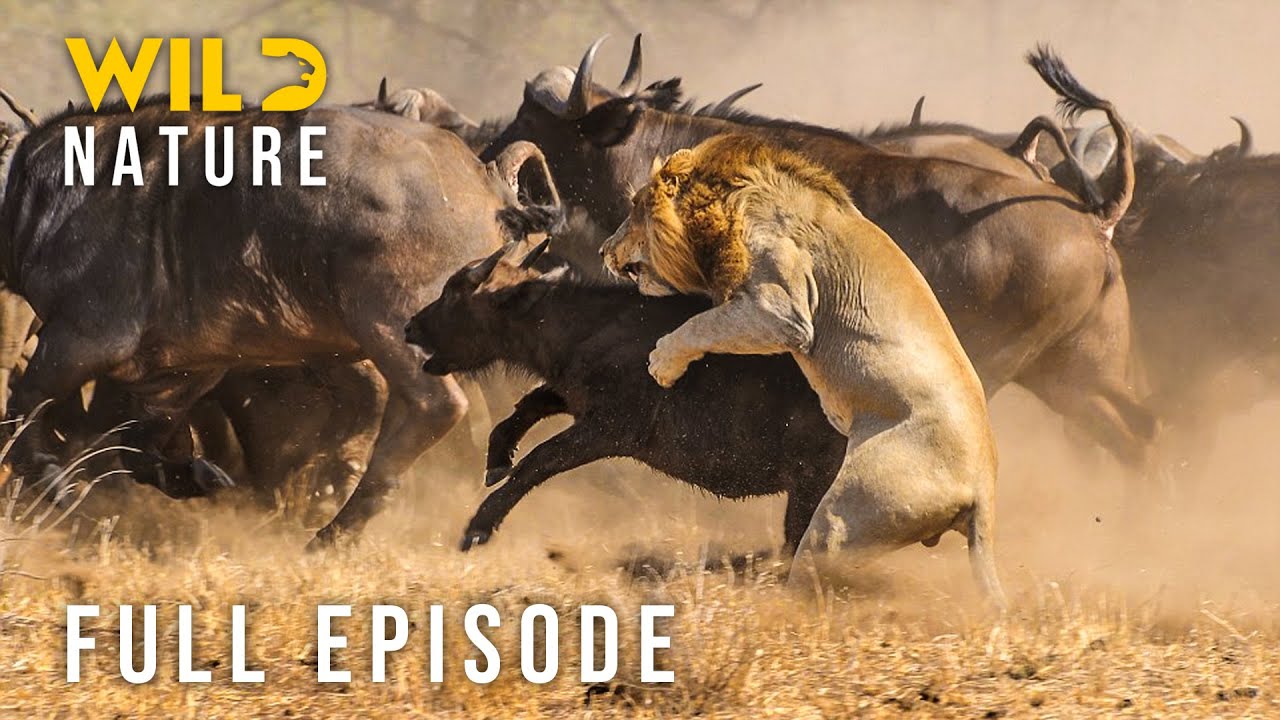WILD SAVANNA - Apex Predators vs Baby Animals (Full Episode) | Nature Animal Documentary