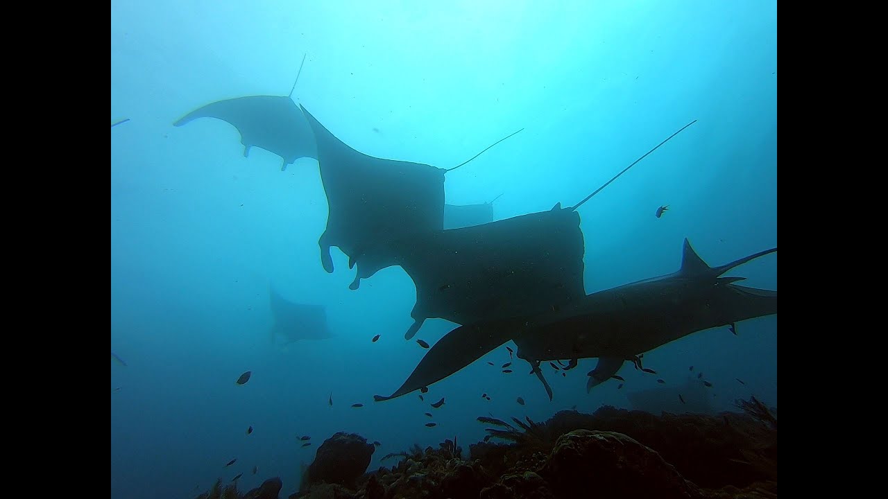 Diving in Raja Ampat-manta slope