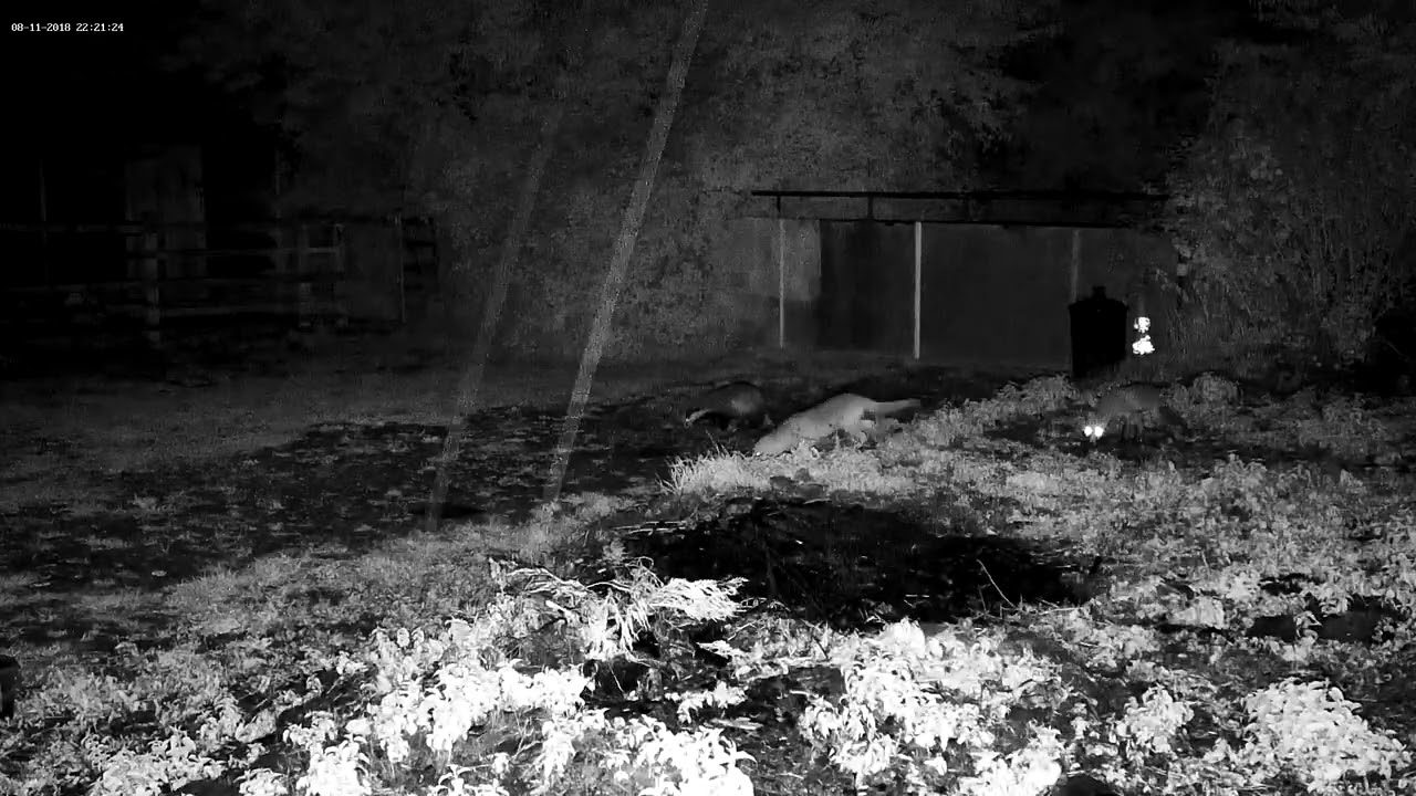 Limpy male fox in the rain