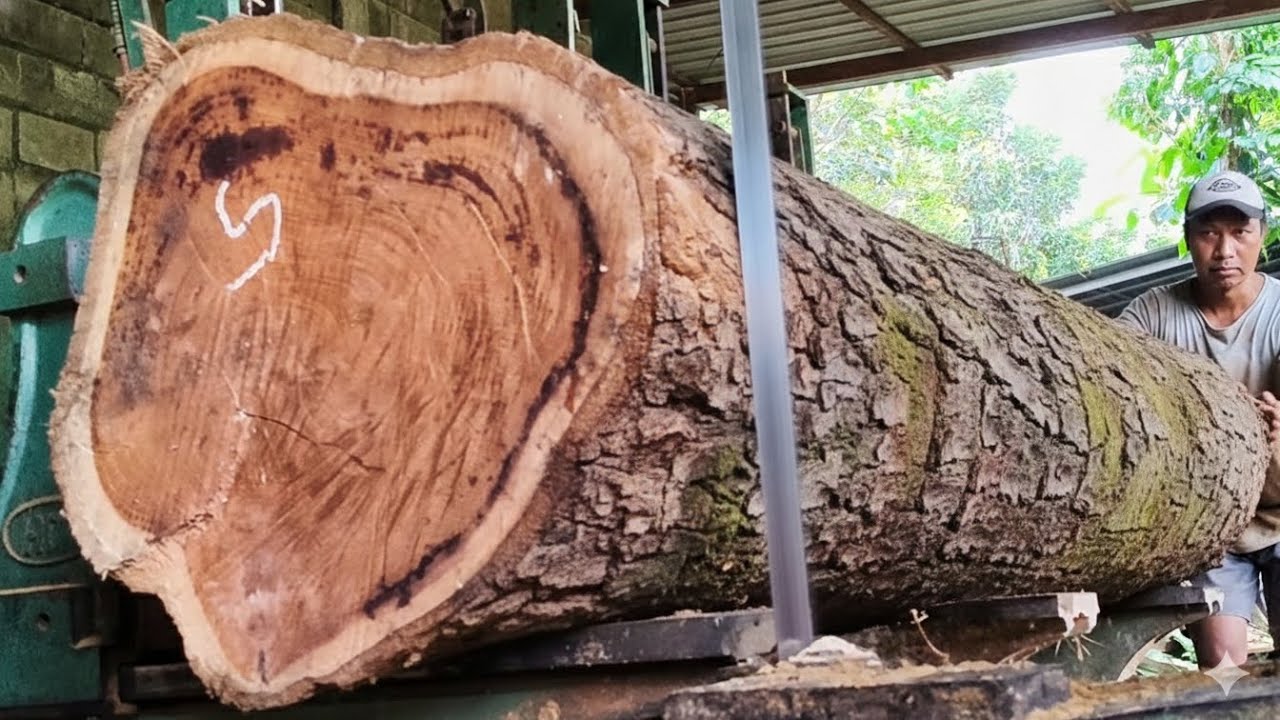 The natural beauty hidden behind 🌲elegant fiber-filled mercury teak wood