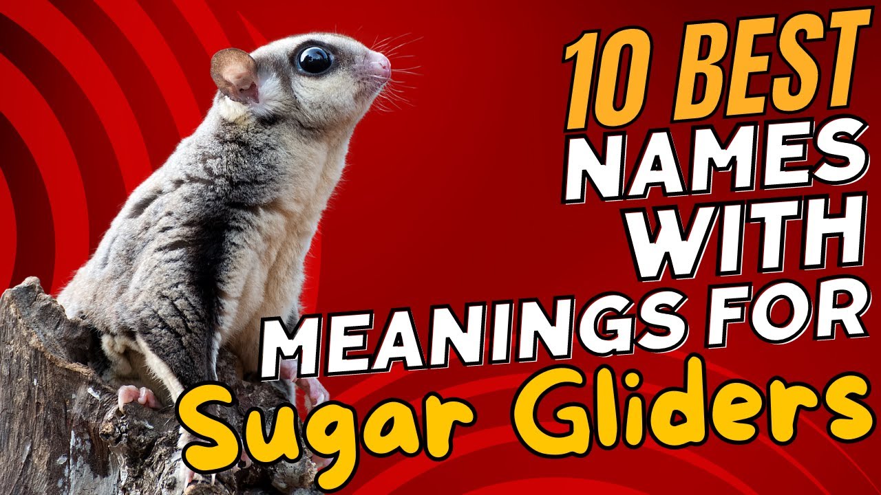 10 Best Names with Meanings for Sugar Gliders 🐾✨